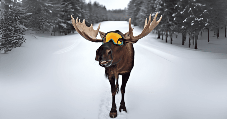 Besser mit klarer Sicht! Das weiß unser Elch natürlich auch und hat sich seine Skibrille mit Korrektionsgläsern in seiner Sehstärke ausstatten lassen. Ganz einfach, dank des Skibrillenadapters